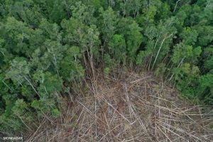 Riconsiderazione dei prestiti IMF per prevenire la deforestazione e proteggere l’ambiente globale.