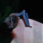 Pekapeka: La comunità neozelandese si mobilita per salvare i pipistrelli locali.