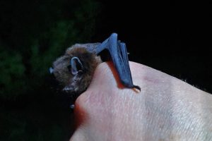 Pekapeka: La comunità neozelandese si mobilita per salvare i pipistrelli locali.