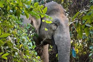 Cresce il numero di elefanti uccisi: lacune nella conservazione in Bangladesh.