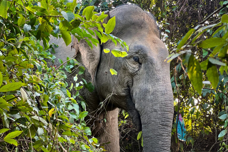 Cresce il numero di elefanti uccisi: lacune nella conservazione in Bangladesh.