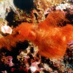 Scoperta in Australia una nuova specie di pesce fantasma ispirata a un personaggio di Sesame Street.