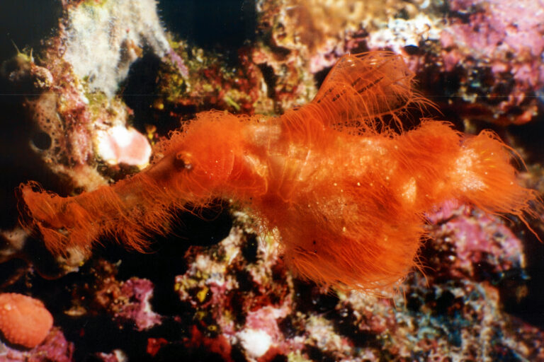 Scoperta in Australia una nuova specie di pesce fantasma ispirata a un personaggio di Sesame Street.
