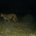 L’inquinamento luminoso altera le dinamiche predatore-preda ai margini urbani della California.