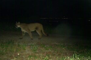 L’inquinamento luminoso altera le dinamiche predatore-preda ai margini urbani della California.