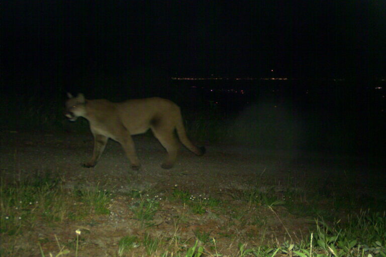 L’inquinamento luminoso altera le dinamiche predatore-preda ai margini urbani della California.