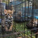 In Thailandia, le piantagioni di canna da zucchero bruciate intrappolano i cuccioli di gatto leopardato.