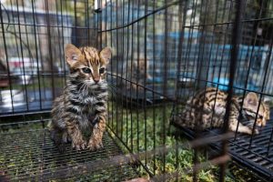 In Thailandia, le piantagioni di canna da zucchero bruciate intrappolano i cuccioli di gatto leopardato.