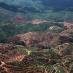 Le falle nel sistema minacciano gli impegni antideforestazione dell’industria dell’olio di palma
