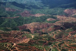 Le falle nel sistema minacciano gli impegni antideforestazione dell’industria dell’olio di palma