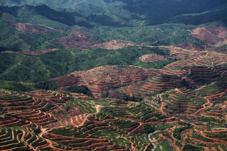 Le falle nel sistema minacciano gli impegni antideforestazione dell’industria dell’olio di palma