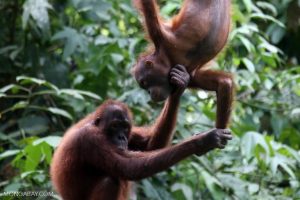 Fires minacciano anni di rinascita dell’habitat degli orangutanti, scatenando timori tra i conservazionisti.