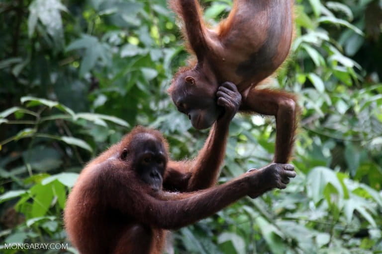 Fires minacciano anni di rinascita dell’habitat degli orangutanti, scatenando timori tra i conservazionisti.