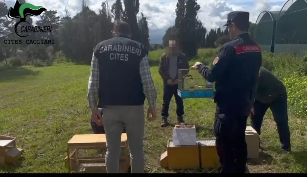 Maxi operazione contro il bracconaggio in Sardegna: 15 denunciati nelle province di Cagliari e Sud Sardegna.