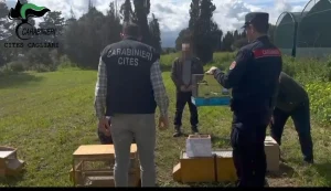 Maxi operazione contro il bracconaggio in Sardegna: 15 denunciati nelle province di Cagliari e Sud Sardegna.