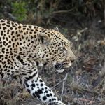 Giornata Internazionale del Leopardo: oltre l’adorazione, le sfide per il grande felino maculato.