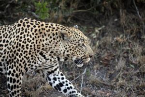 Giornata Internazionale del Leopardo: oltre l’adorazione, le sfide per il grande felino maculato.