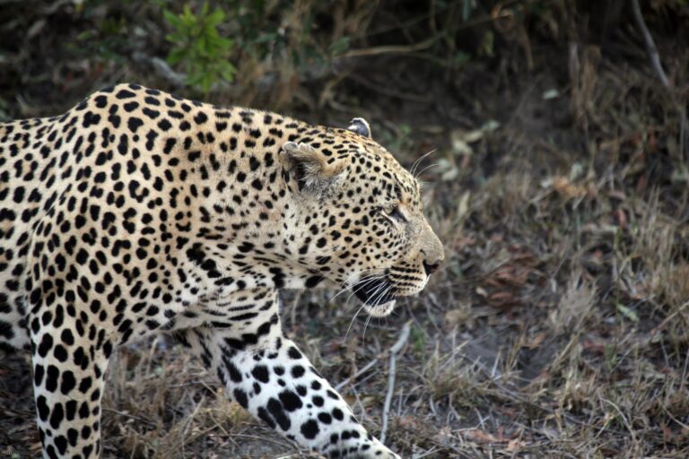 Giornata Internazionale del Leopardo: oltre l’adorazione, le sfide per il grande felino maculato.