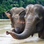 Indonesia deve evitare programmi controversi per finanziare la conservazione ambientale.