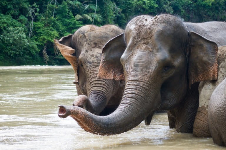 Indonesia deve evitare programmi controversi per finanziare la conservazione ambientale.