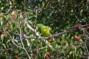 La tortora verde del Timor rischia l’estinzione senza interventi urgenti. Studio allarmante.