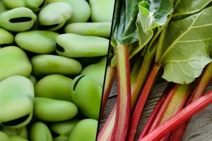 Colore e aspetto delle urine: cosa indicano sulla tua salute quotidiana