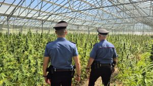 Scoperta enorme piantagione di cannabis nel Cagliaritano: due arresti effettuati.
