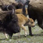 Trump abroga normativa che permetteva il pascolo dei bisonti su terreni pubblici.