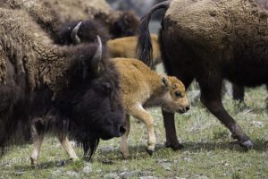 Trump abroga normativa che permetteva il pascolo dei bisonti su terreni pubblici.