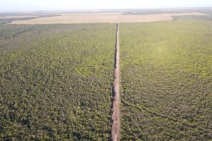 In Brasile, un progetto finanzia i contadini per la salvaguardia delle foreste, puntando all’espansione.