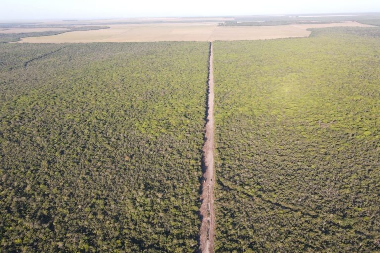 In Brasile, un progetto finanzia i contadini per la salvaguardia delle foreste, puntando all’espansione.