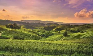 Torino e Sardegna in corsa per gli EU Organic Awards 2026: ecco perché brillano.