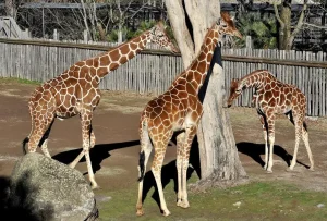 Banca del Fucino e Teatro dell’Opera di Roma: musica live al Bioparco
