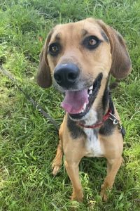 Toby: il cane affettuoso che cerca una casa e un amico per sempre!