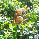 Morti di leopardi dello Sri Lanka aumentano nelle aree di sovrapposizione con popolazioni umane.
