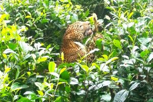 Morti di leopardi dello Sri Lanka aumentano nelle aree di sovrapposizione con popolazioni umane.