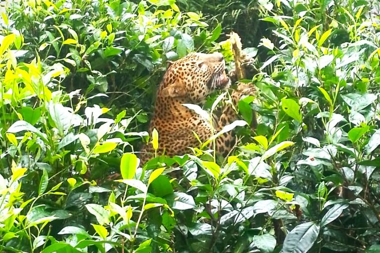 Morti di leopardi dello Sri Lanka aumentano nelle aree di sovrapposizione con popolazioni umane.