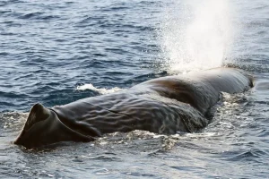 Capodogli avvistati in Liguria: un evento eccezionale nel Santuario Pelagos.
