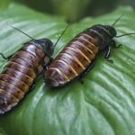 Australia: sequestrate 100.000 blatte vive nella lotta contro il commercio di insetti esotici.