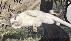 Mr. Melson: il nostro adorabile amico a quattro zampe cerca una nuova casa!