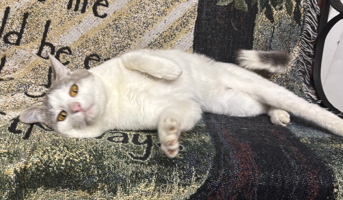 Mr. Melson: il nostro adorabile amico a quattro zampe cerca una nuova casa!