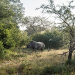 Il Mozambico raggiunge un traguardo: allevamento di rinoceronti bianchi dopo decenni.