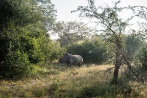 Il Mozambico raggiunge un traguardo: allevamento di rinoceronti bianchi dopo decenni.