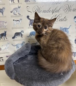 Coco, una rarità affascinante con una personalità irresistibile da scoprire!