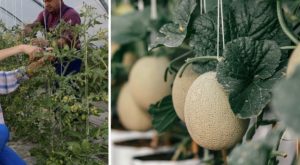 Due meloni all’asta a prezzo record: eccezionale rarità, ogni pianta ne produce solo uno.