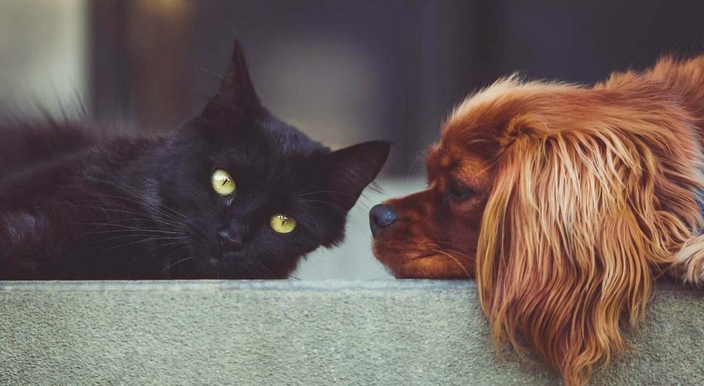 Pet therapy: perché accarezzare un gatto potrebbe aumentare lo stress e non aiutarci