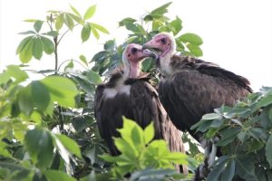 La domanda di avvoltoi in Africa occidentale mette a rischio le popolazioni centrali.