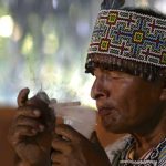 La pressione globale sull’ayahuasca mette a rischio piante amazzoniche e tradizioni culturali.