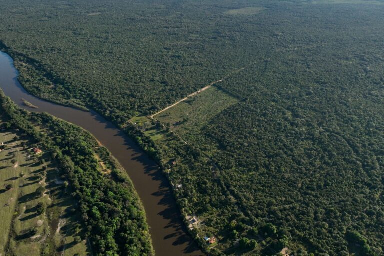 Analisi 2025: Deforestazione Amazzonica, buone e cattive notizie emergono sul futuro.