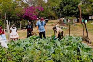 Conoscenze dell’antica Maya aiutano agricoltori guatemaltechi a ridurre l’uso di agrochimici.